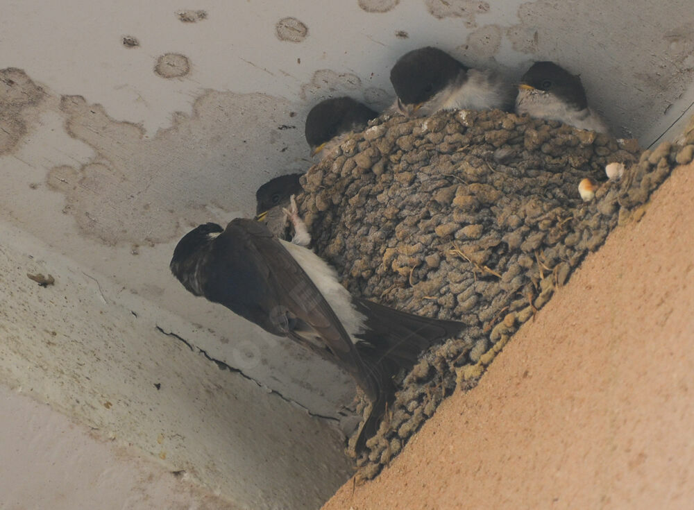 Common House Martin, Reproduction-nesting