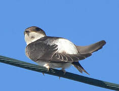 Common House Martin