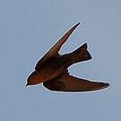 Hirondelle de Fischer