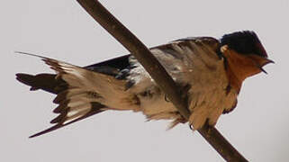 Red-chested Swallow