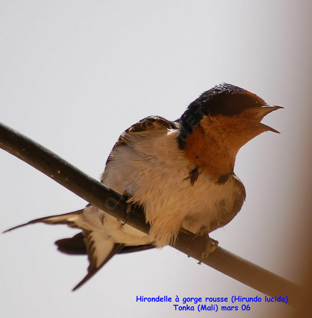 Red-chested Swallow