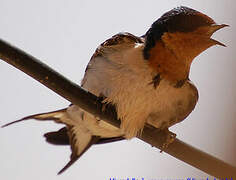 Red-chested Swallow