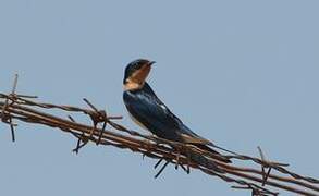 Red-chested Swallow