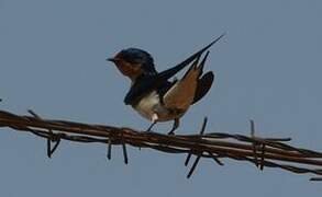 Red-chested Swallow