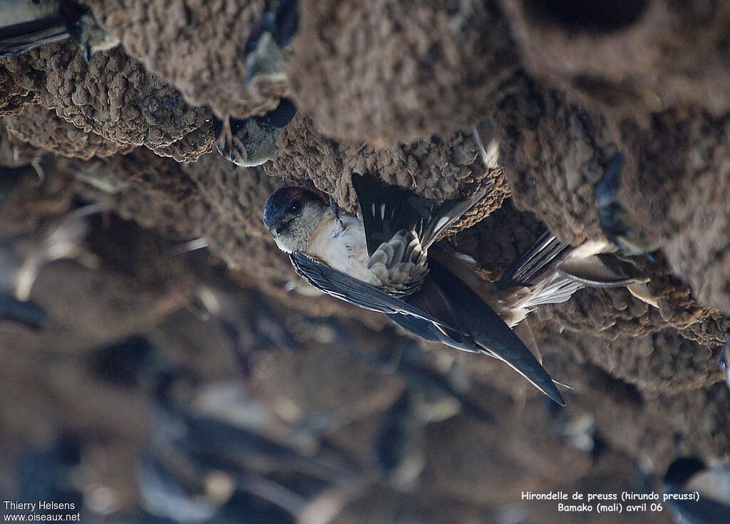 Preuss's Cliff Swallowadult breeding, pigmentation, Reproduction-nesting, Behaviour