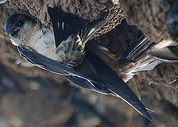 Preuss's Cliff Swallow