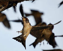 Preuss's Cliff Swallow