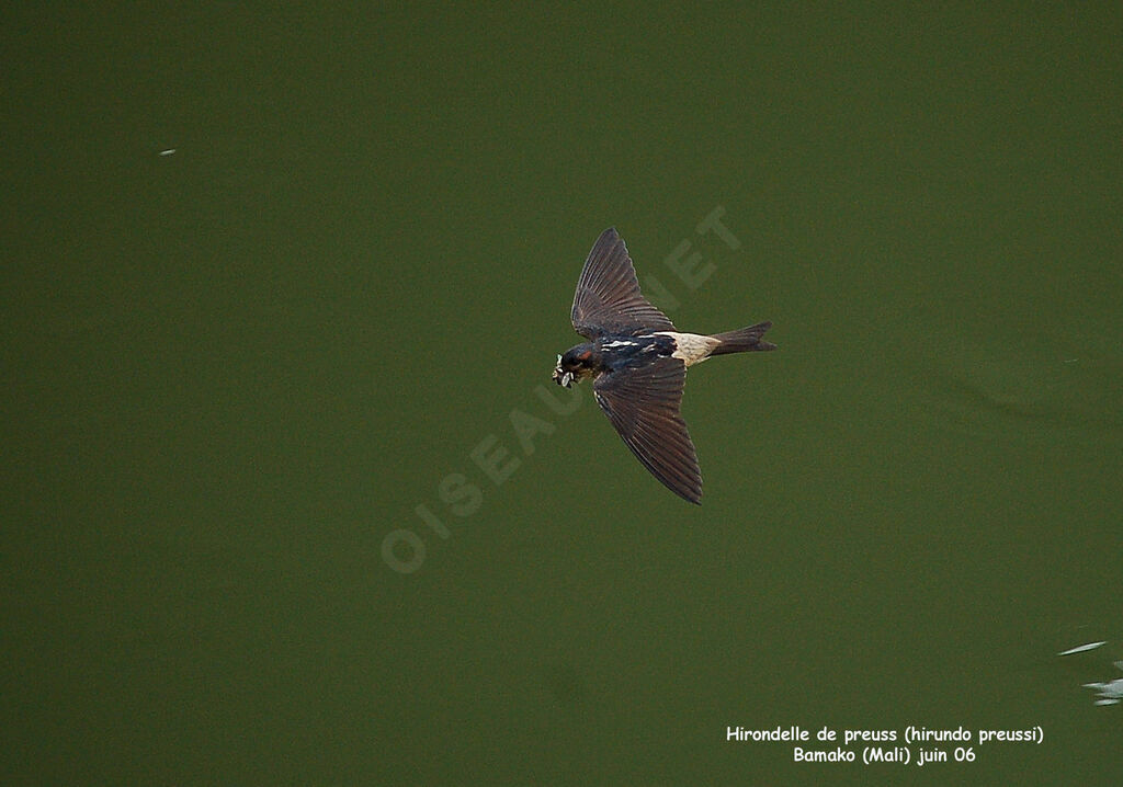 Hirondelle de Preussadulte nuptial