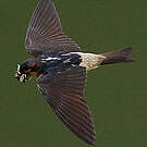 Hirondelle de Preuss