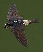 Preuss's Cliff Swallow