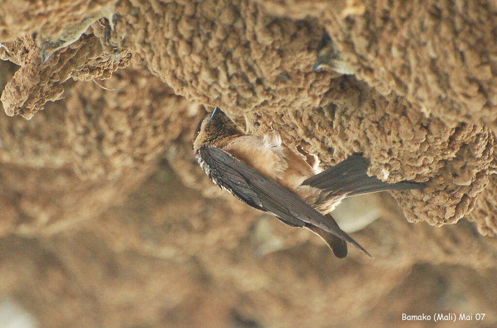 Preuss's Cliff Swallowadult breeding