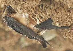 Preuss's Cliff Swallow