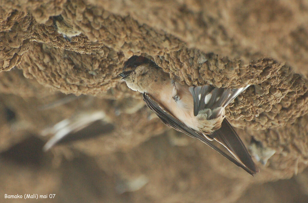 Hirondelle de Preussadulte nuptial