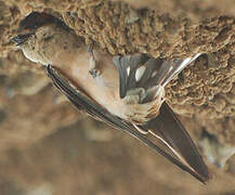 Preuss's Cliff Swallow