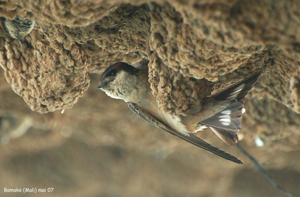 Preuss's Cliff Swallowadult breeding