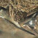 Hirondelle de Preuss