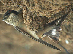 Preuss's Cliff Swallow