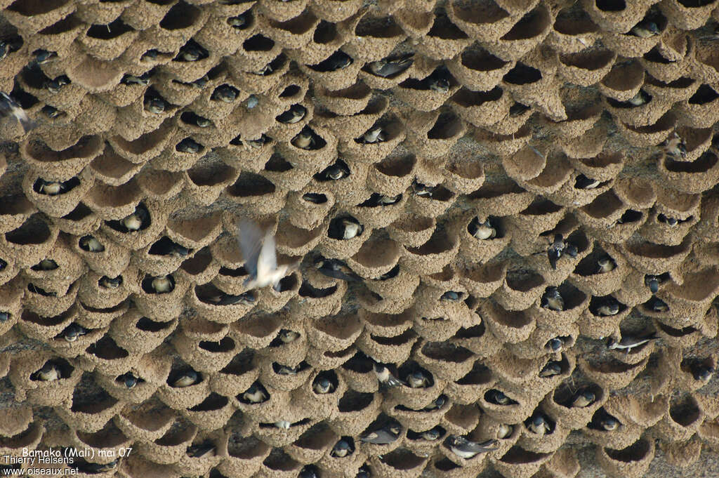 Preuss's Cliff Swallowadult breeding, Reproduction-nesting, Behaviour