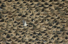 Preuss's Cliff Swallow