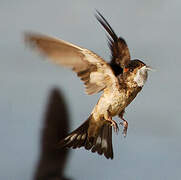 Preuss's Cliff Swallow