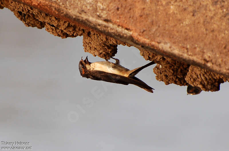 Preuss's Cliff Swallow male adult breeding, pigmentation, Reproduction-nesting, song, Behaviour