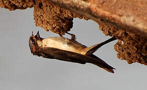 Preuss's Cliff Swallow