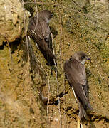 Sand Martin