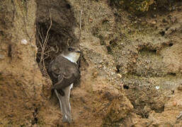 Sand Martin