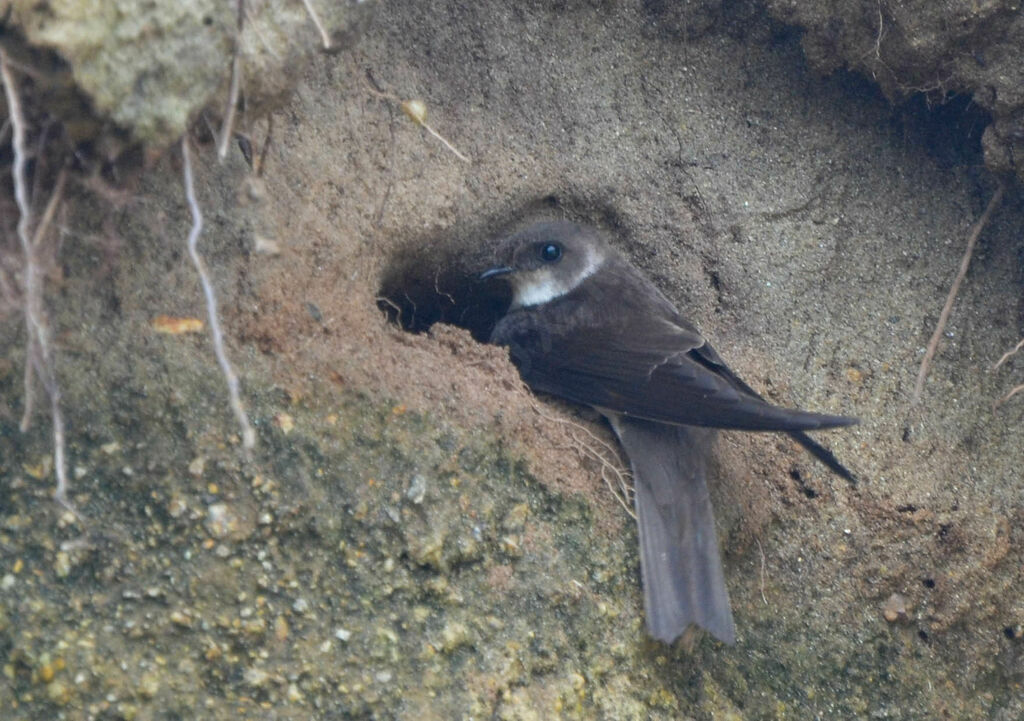 Sand Martinadult, Reproduction-nesting