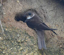 Sand Martin