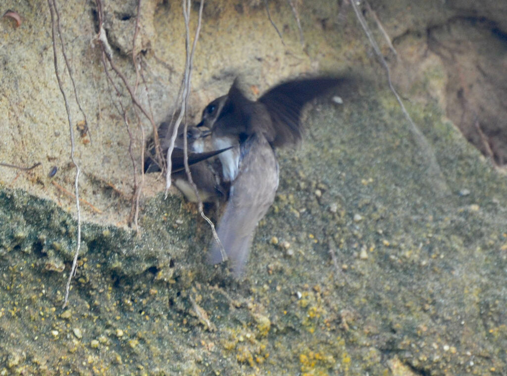 Sand Martinadult, Reproduction-nesting