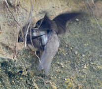 Sand Martin