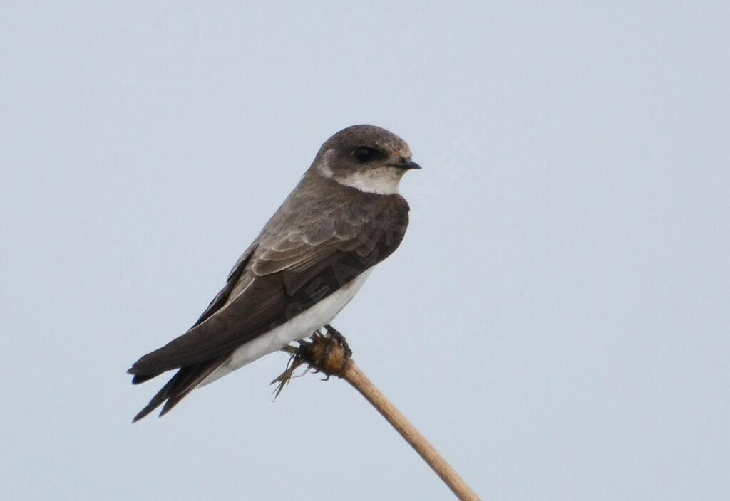 Hirondelle de rivageadulte, identification