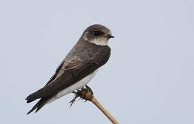 Sand Martin