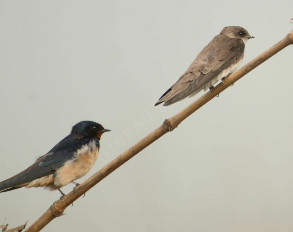 Sand Martin