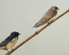 Sand Martin