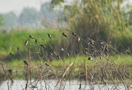 Sand Martin