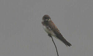 Sand Martin