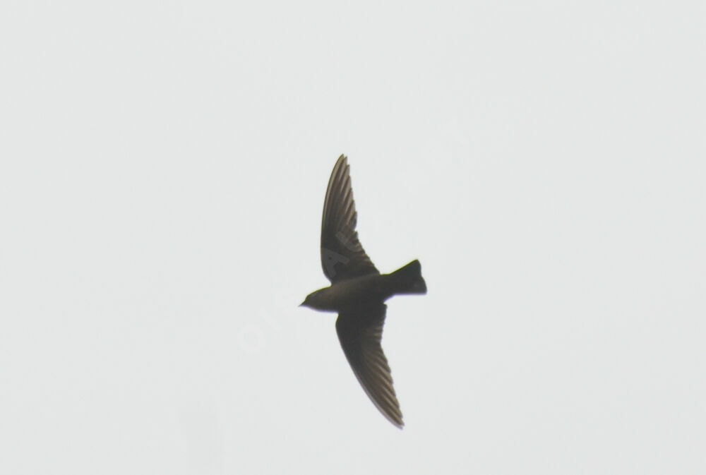 Eurasian Crag Martin, Flight