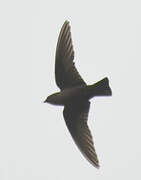 Eurasian Crag Martin