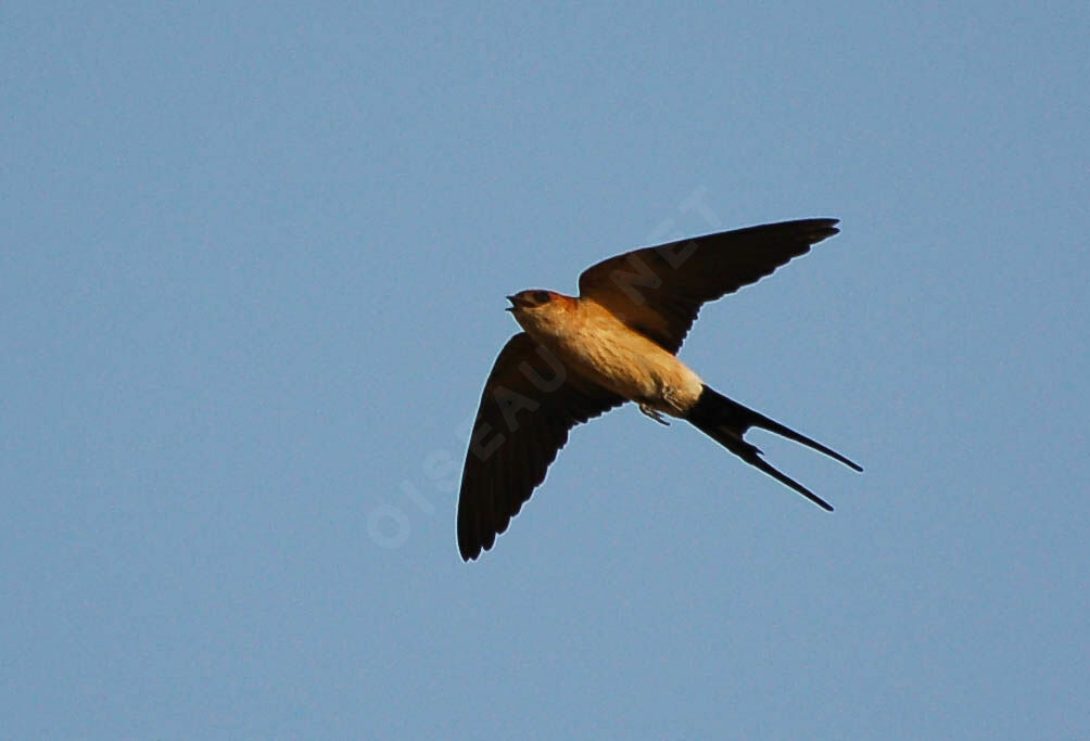 Red-rumped Swallowadult, Flight