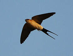 Red-rumped Swallow