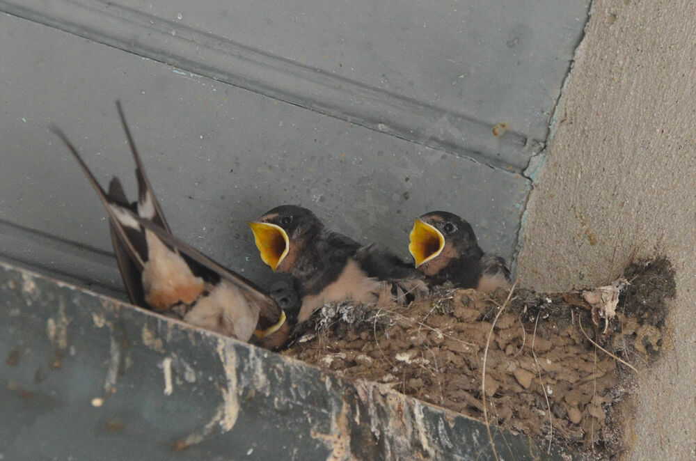 Barn Swallowjuvenile, Reproduction-nesting