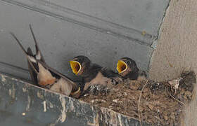 Barn Swallow