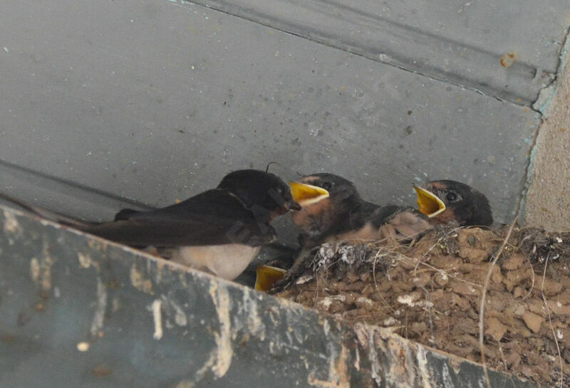 Barn Swallowjuvenile, Reproduction-nesting