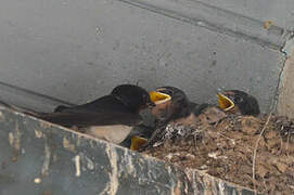 Barn Swallow