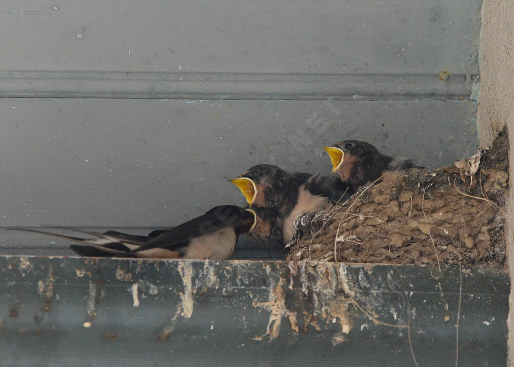 Barn Swallow