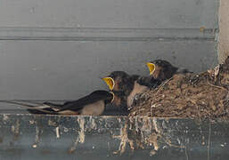 Barn Swallow