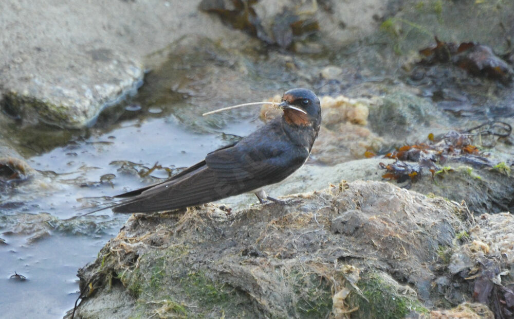 Hirondelle rustiqueadulte, Nidification