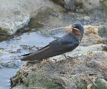 Barn Swallow